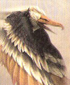 Sturzgeier